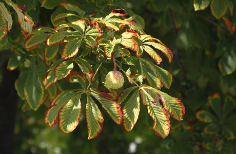 Gewöhnliche Rosskastanie (Aesculus hippocastanum) - © Emanuel Trummer